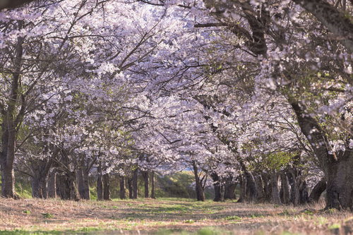 福島県郡山市の笹原川沿いに続く満開の桜並木