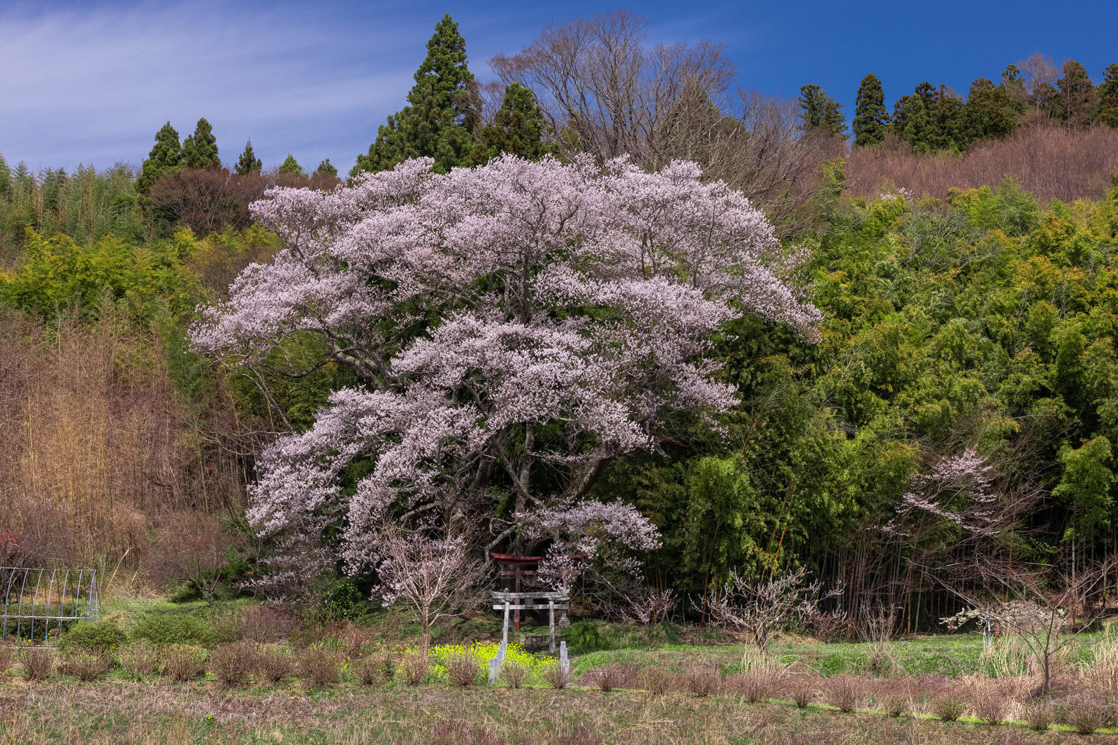 緑豊かな杉林の中で満開に咲く薄紅色の桜の木と赤い鳥居