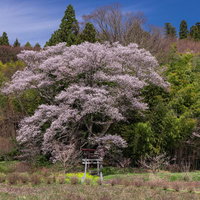 福島県郡山市の子授け櫻と杉の木々、赤い鳥居の写真