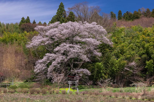 福島県郡山市の子授け櫻と杉の木々、赤い鳥居