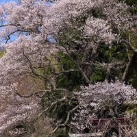 伸びやかに伸びた枝に満開の桜の花が咲く子授け櫻の写真