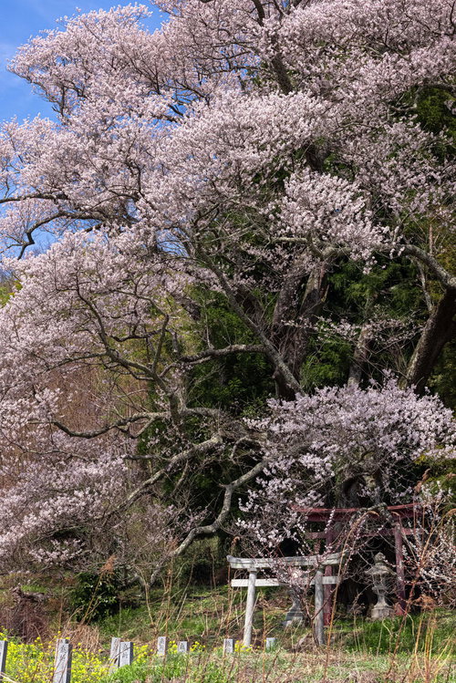 伸びやかに伸びた枝に満開の桜の花が咲く子授け櫻