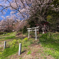 満開の子授け櫻と白い鳥居が佇む郡山市の春の風景の写真