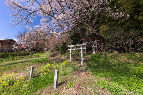 満開の子授け櫻と白い鳥居が佇む郡山市の春の風景