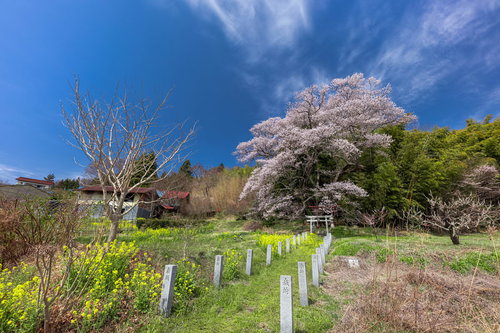 よく晴れた空に映える大和田稲荷神社の子授け桜