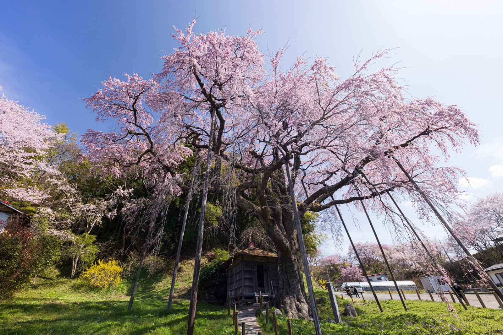 満開の薄紅色のしだれ桜に囲まれた地蔵堂と青空の風景