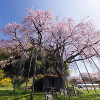 満開の紅枝垂地蔵桜が包み込む郡山市の地蔵堂の写真