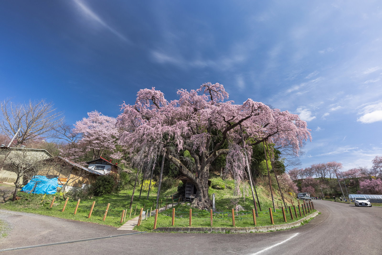 青空を背景に満開の淡いピンクの花を咲かせた紅枝垂地蔵桜