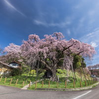 車道から望む紅枝垂地蔵桜（福島県郡山市の一本桜）の写真