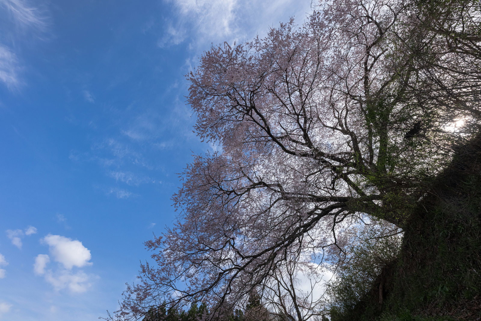 青空を背景に満開の桜が石造りの三層塔を覆うように咲いている風景