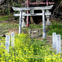 福島県郡山市・子授け桜の下に咲く菜の花と鳥居の写真