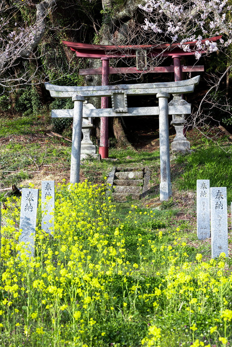 満開の子授け櫻の下に咲く黄色い菜の花畑と白い鳥居の春景色