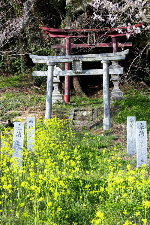 福島県郡山市・子授け桜の下に咲く菜の花と鳥居