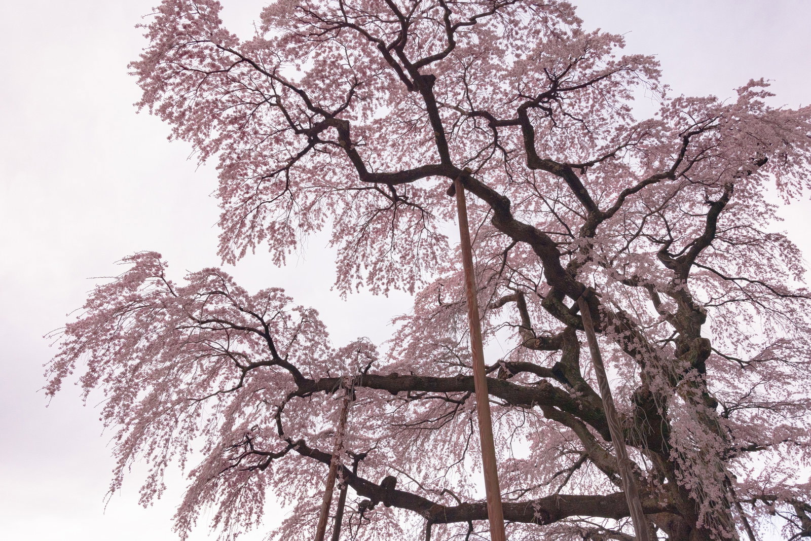根元から見上げた満開の紅枝垂地蔵桜