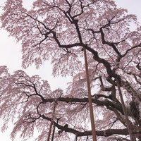 空を覆う満開の紅枝垂地蔵桜の古木～春の天空を埋め尽くすの写真