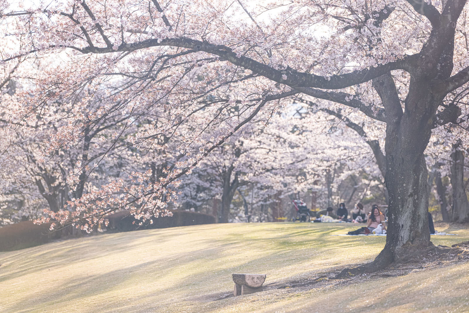 満開の桜が咲く公園でベンチが設置された春の風景