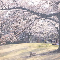 満開の桜が咲き誇る逢瀬公園のベンチ（福島県郡山市）の写真