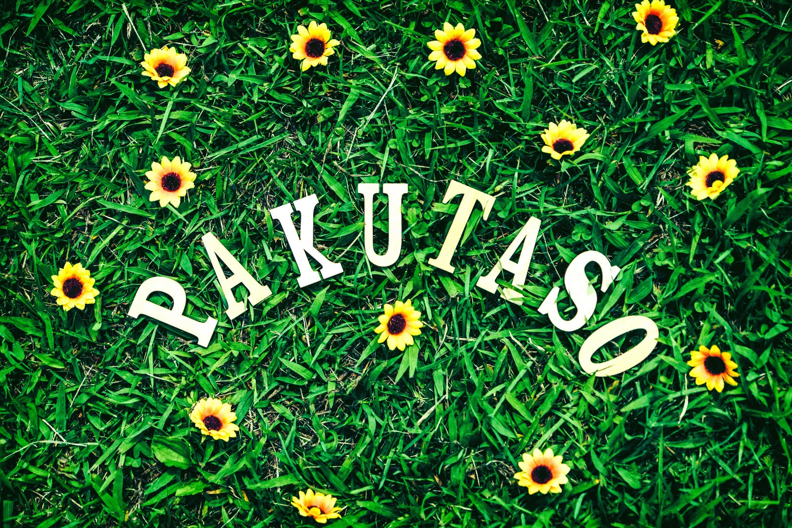 芝生にPAKUTASOロゴと黄色い小花が広がる記念画像