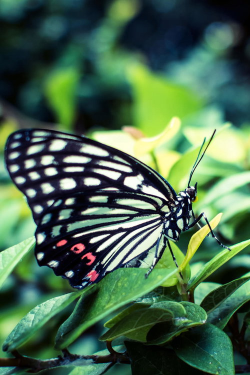 緑の葉にとまるアゲハチョウの翅の模様