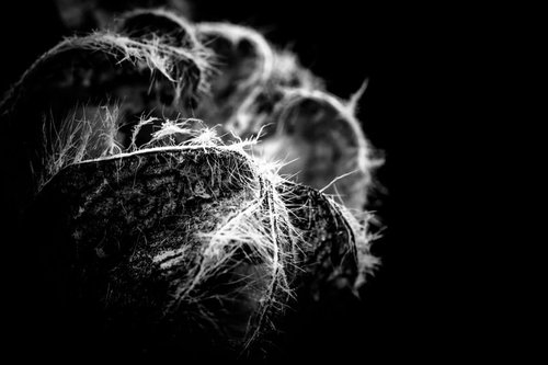 サボテンの繊密な繊維をモノクロで捉えた質感