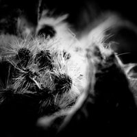 サボテンの棘（モノクロ）の写真