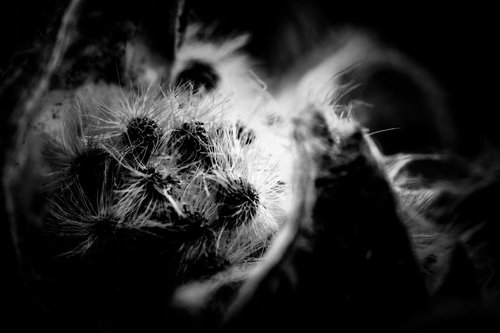 サボテンの棘をモノクロで接写した白黒のクローズアップ