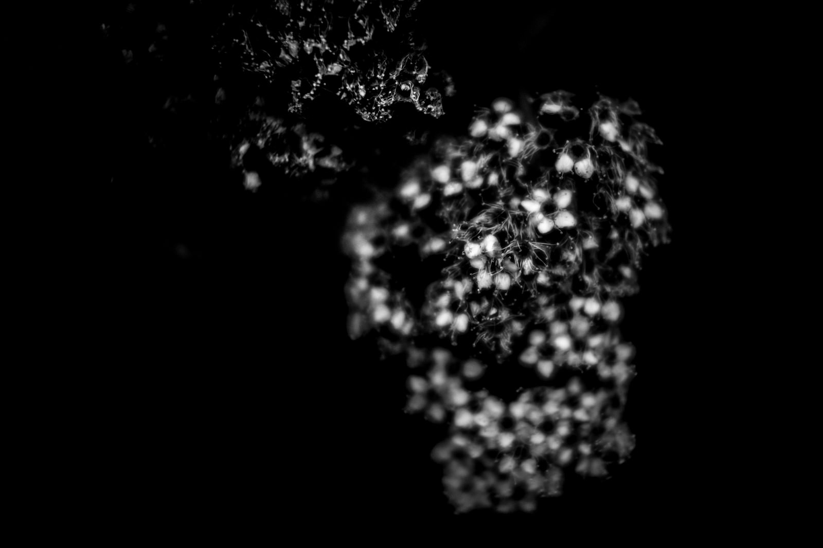 光の中で美しく浮かび上がるモノクロの花