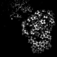 光に浮かぶモノクロの纏花 単焦点レンズで捉えた花びらの質感の写真