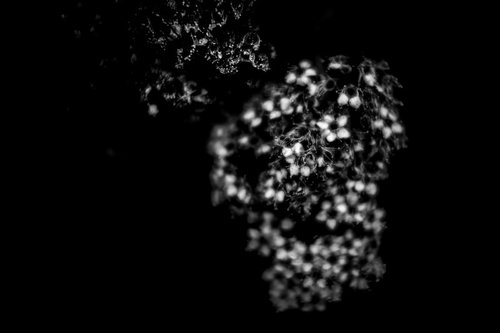 光に浮かぶモノクロの纏花 単焦点レンズで捉えた花びらの質感