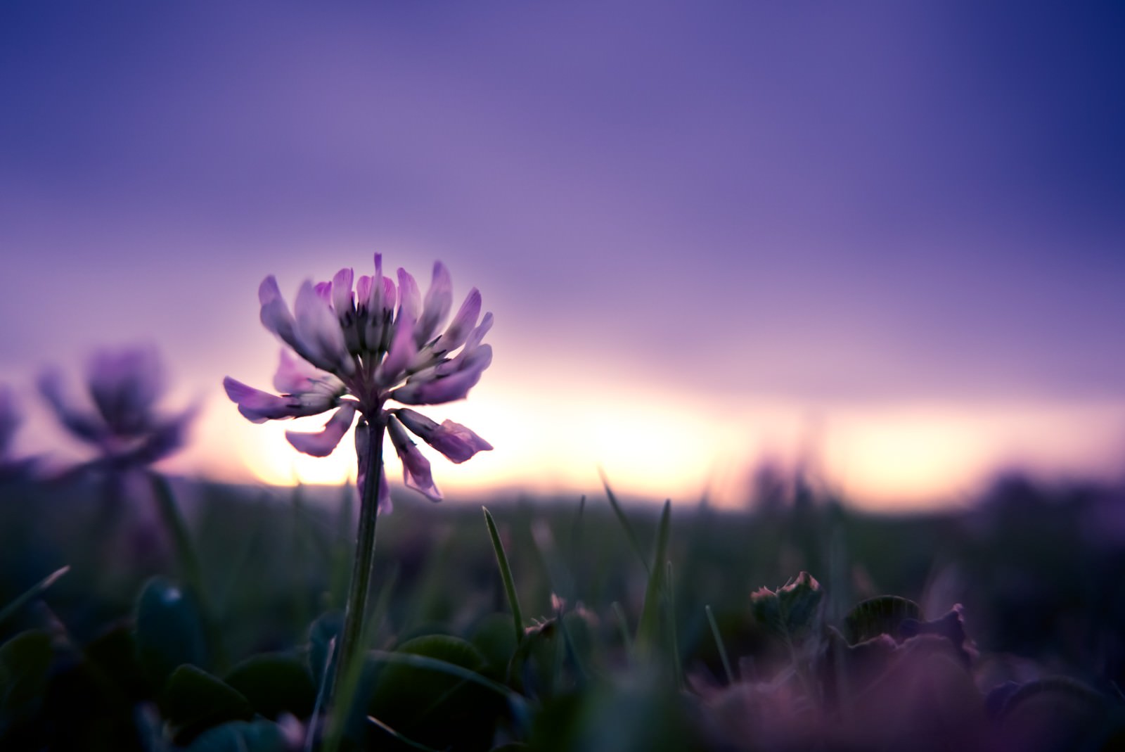 夕焼け空に花のシルエットが浮かぶ逆光写真