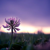 夕暮れ時の花のシルエットの写真