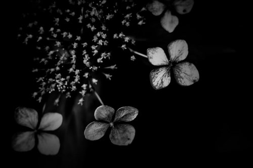 ガクアジサイ（モノクロ）のクローズアップ