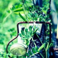 古い放置自転車に絡みつく緑の蔦と自然の営みの写真