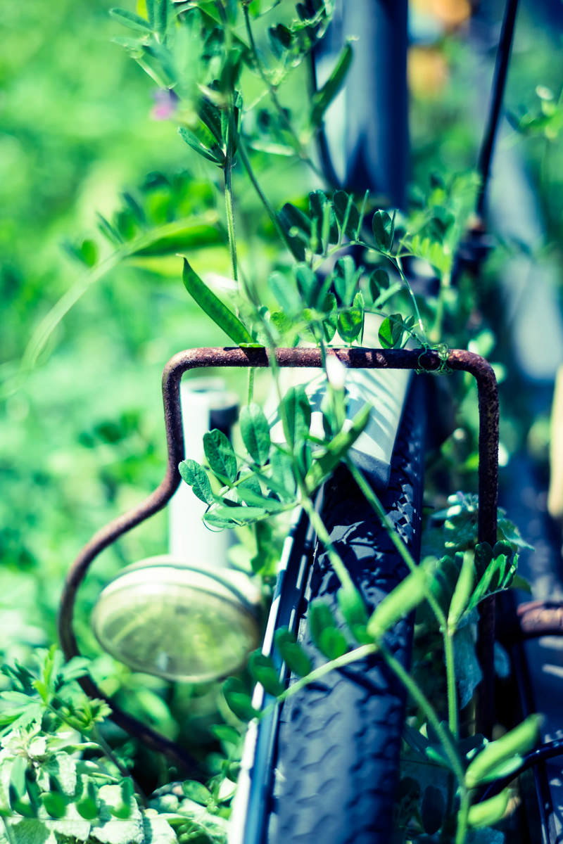 緑の蔦が絡まった古い放置自転車