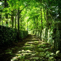石垣と石段の新緑の道を散策する癒しの森林歩道の写真