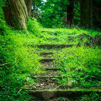 新緑が生い茂る山道の石段を登るハイキングコースの写真