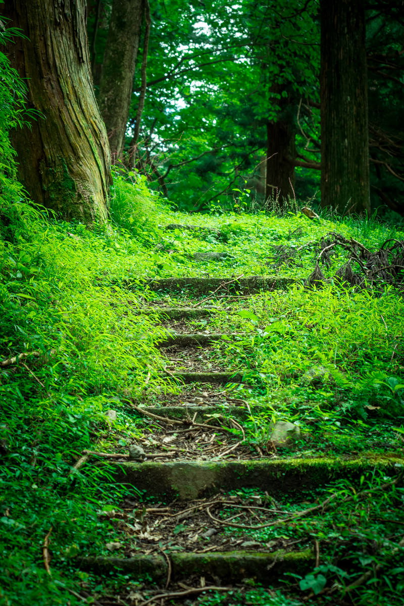 新緑の森の中を続く苔むした石段の山道