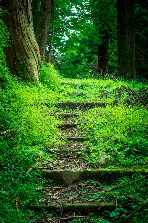 新緑が生い茂る山道の石段を登るハイキングコース