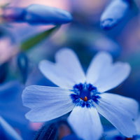 青い背景に映える白い秋桜のマクロ撮影作品の写真