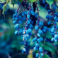 枝に房状に実った青いブルーベリーの実と緑色の葉の写真