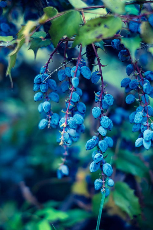 枝に房状に実った青いブルーベリーの実と緑色の葉