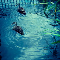 池の水面を泳ぐ二羽のカルガモの野生動物の写真