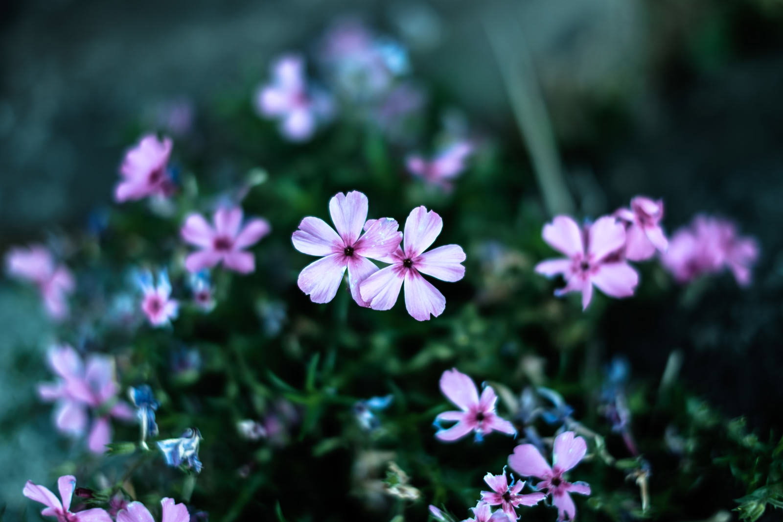 雨上がりに咲く薄紫色の小さな5枚花びらの花々