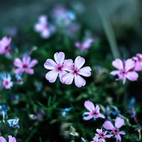 雨上がりの薄紫の小さな花の写真