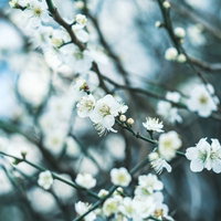 開花を始めた梅の花の白い小ぶりな花びらと細い枝の写真