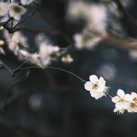 風に揺れる梅の花のクローズアップの写真