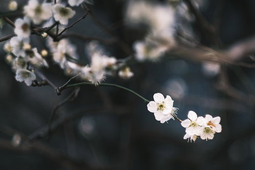 風に揺れる梅の花のクローズアップ
