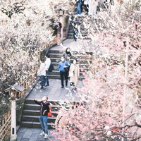 湯島天神の境内、石段沿いに咲く満開の梅の花の写真