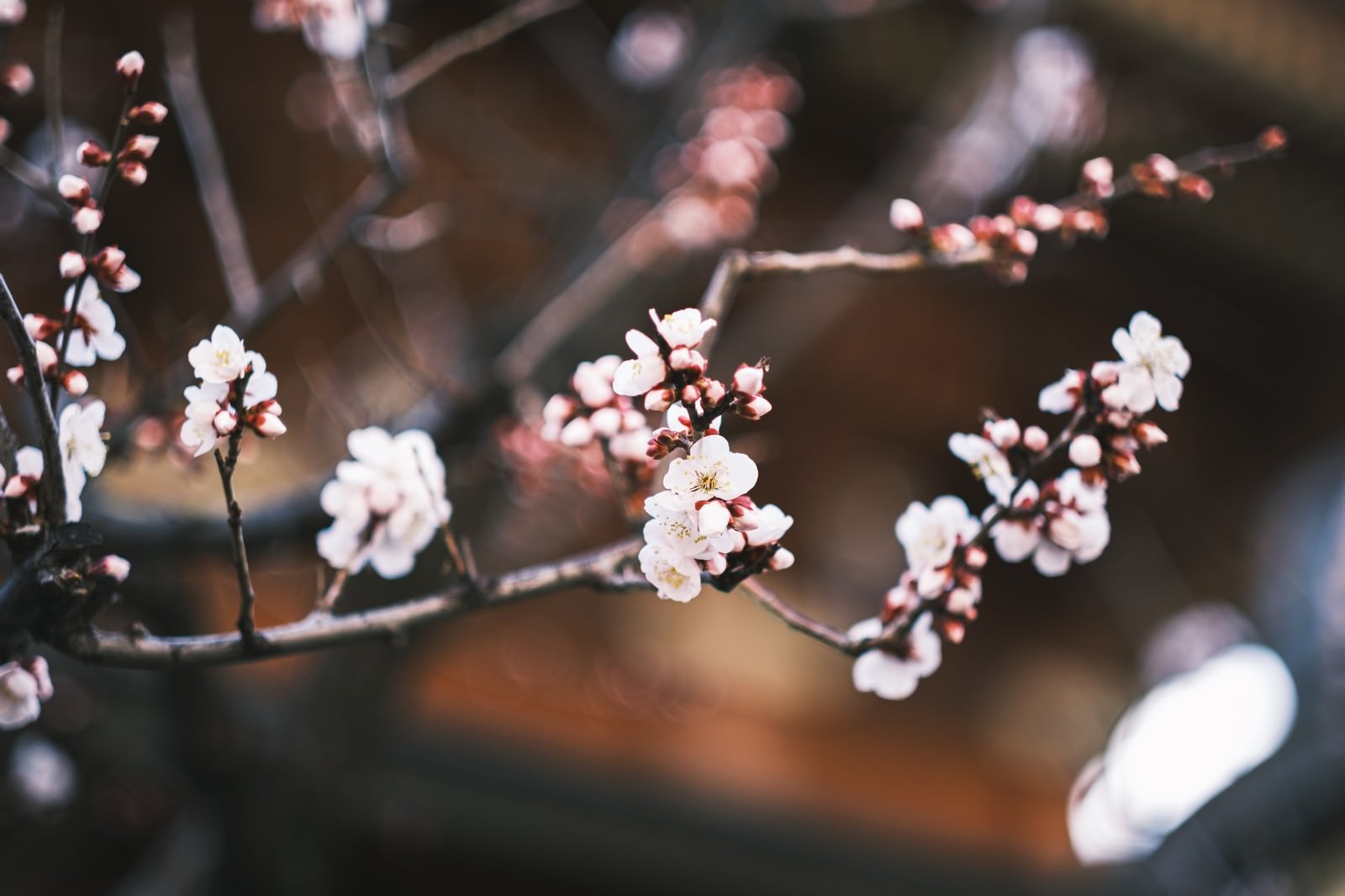 白やピンクの梅の花が咲く枝と、まだ開いていない小さな蕾