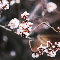 蕾から開花した淡いピンク色の梅の花、春の季節の写真